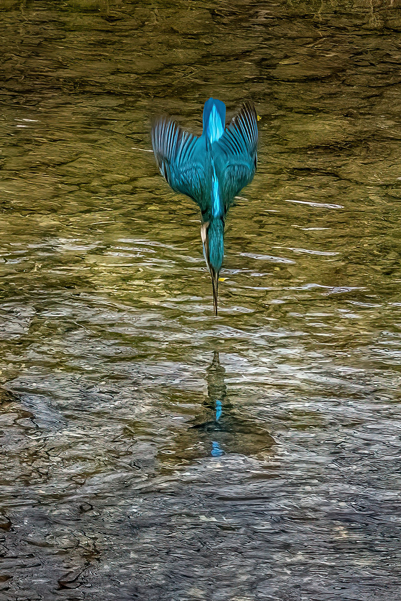 PhotoclicForum's tweet photo. La flèche bleue à la pêche de fax co-vainqueur de la semaine 2/2024 sur https://t.co/c6SuoYrXYh
#martinpecheur #kingfisher #oiseau #bird #birdingphotography #naturephotography #wildlifephotography https://t.co/XoeuFJbtQU
