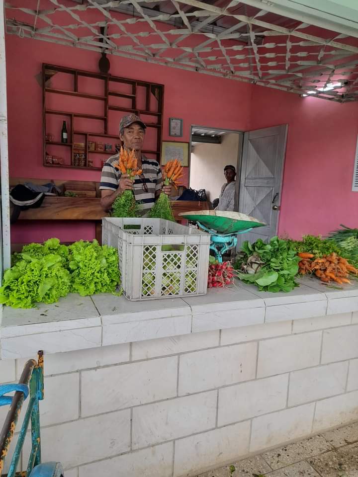 ETurruellas's tweet photo. Felicidades para todo el colectivo de trabajadores del #Organopónico #ElVial del municipio #PinarDelRio por la estabilidad en la producción y oferta de hortalizas @YdaelB @MMarreroCruz @JorgeLuisTapiaF @PresidenciaCuba @AsambleaCuba @MINAGCuba https://t.co/oy00SK9xTN