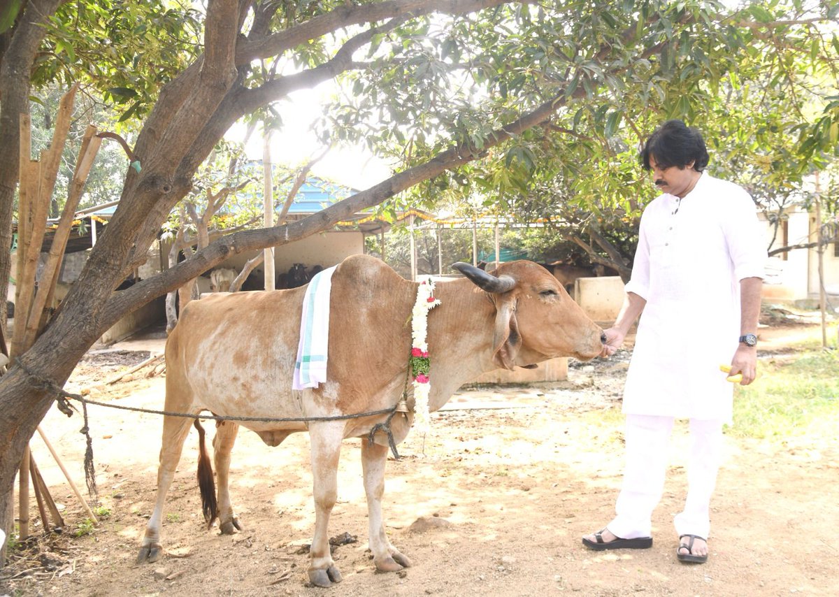 JanaSenaParty's tweet photo. కష్టపడి పండించిన పంట చేతికొచ్చే వేళ సంతోషంతో చేసుకొనే వేడుకలు సంక్రాంతి. ప్రతి రైతు ఇంటా పాడిపంటలకు తోడ్పడిన జంతువులను గౌరవించే పర్వదినం కనుమ..
ప్రజలందరికీ భోగ భాగ్యాలు, సుఖ సంతోషాలు సిద్ధించాలని ఆకాంక్షిస్తూ.. కనుమ శుభాకాంక్షలు' తెలిపారు జనసేన అధ్యక్షులు శ్రీ @PawanKalyan గారు.
మంగళవారం హైదరాబాద్ లోని వ్యవసాయ క్షేత్రంలో శ్రీ పవన్ కళ్యాణ్ గారు సంప్రదాయబద్ధంగా కనుమ వేడుకలు నిర్వహించారు. గోపూజ చేశారు. పశువులకు మేత అందించారు.