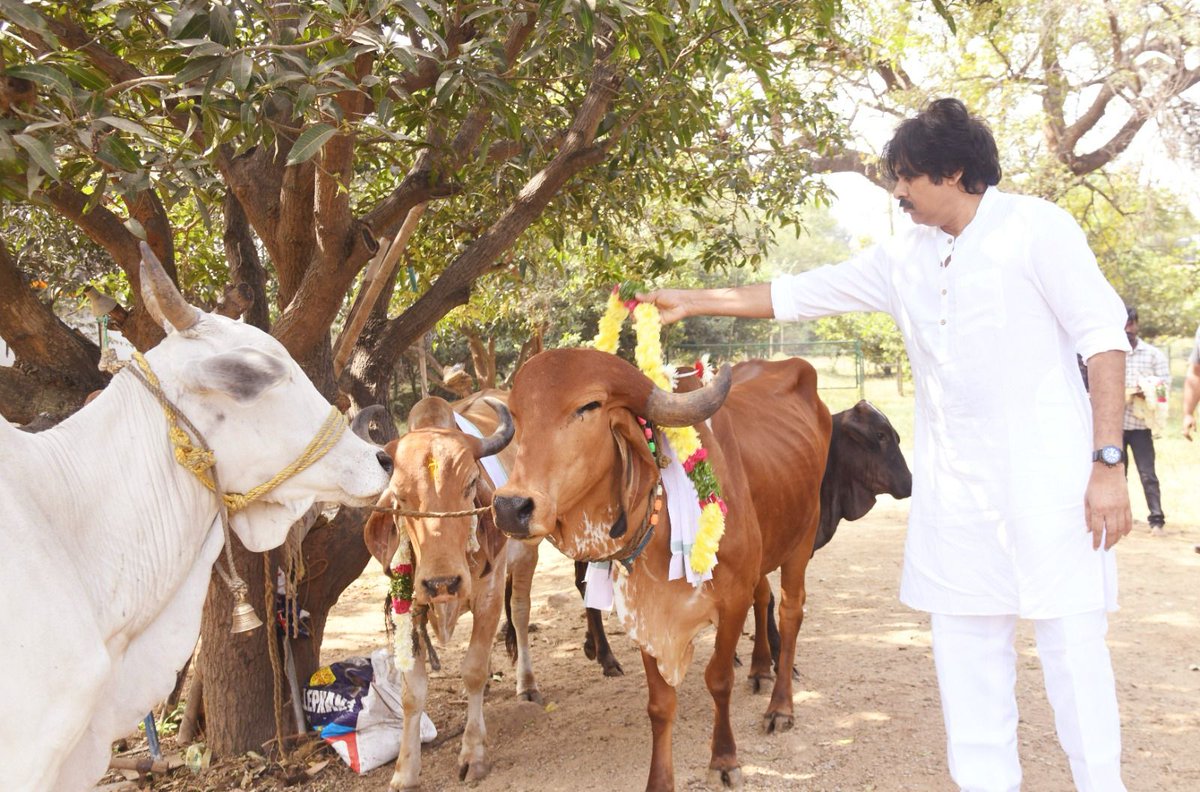 JanaSenaParty's tweet photo. కష్టపడి పండించిన పంట చేతికొచ్చే వేళ సంతోషంతో చేసుకొనే వేడుకలు సంక్రాంతి. ప్రతి రైతు ఇంటా పాడిపంటలకు తోడ్పడిన జంతువులను గౌరవించే పర్వదినం కనుమ..
ప్రజలందరికీ భోగ భాగ్యాలు, సుఖ సంతోషాలు సిద్ధించాలని ఆకాంక్షిస్తూ.. కనుమ శుభాకాంక్షలు' తెలిపారు జనసేన అధ్యక్షులు శ్రీ @PawanKalyan గారు.
మంగళవారం హైదరాబాద్ లోని వ్యవసాయ క్షేత్రంలో శ్రీ పవన్ కళ్యాణ్ గారు సంప్రదాయబద్ధంగా కనుమ వేడుకలు నిర్వహించారు. గోపూజ చేశారు. పశువులకు మేత అందించారు.
