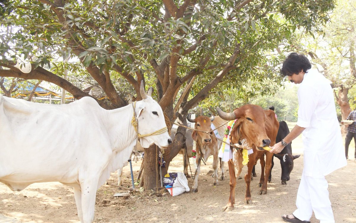 JanaSenaParty's tweet photo. కష్టపడి పండించిన పంట చేతికొచ్చే వేళ సంతోషంతో చేసుకొనే వేడుకలు సంక్రాంతి. ప్రతి రైతు ఇంటా పాడిపంటలకు తోడ్పడిన జంతువులను గౌరవించే పర్వదినం కనుమ..
ప్రజలందరికీ భోగ భాగ్యాలు, సుఖ సంతోషాలు సిద్ధించాలని ఆకాంక్షిస్తూ.. కనుమ శుభాకాంక్షలు' తెలిపారు జనసేన అధ్యక్షులు శ్రీ @PawanKalyan గారు.
మంగళవారం హైదరాబాద్ లోని వ్యవసాయ క్షేత్రంలో శ్రీ పవన్ కళ్యాణ్ గారు సంప్రదాయబద్ధంగా కనుమ వేడుకలు నిర్వహించారు. గోపూజ చేశారు. పశువులకు మేత అందించారు.