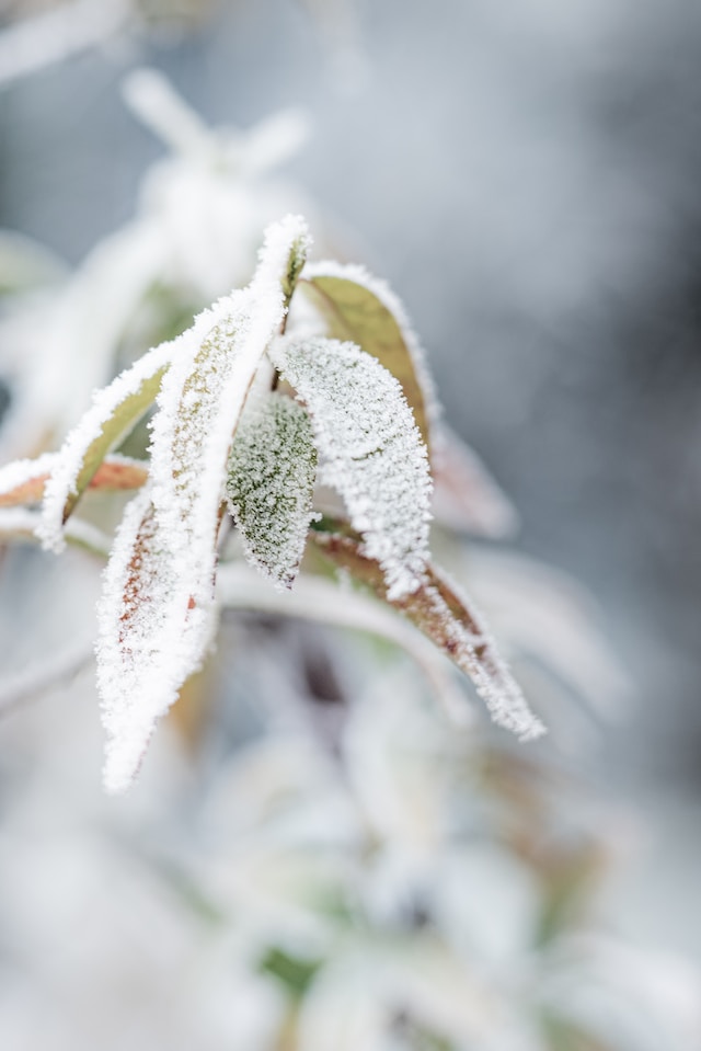 SUSTAINABLE FROST PROTECTION: World’s first frost protection tool for plants made of naturally occurring micro-organisms & protective proteins provides an up to 95% cost savings / acre without emitting greenhouse gasses or using large quantities of water. ow.ly/rYzX50QrgPj