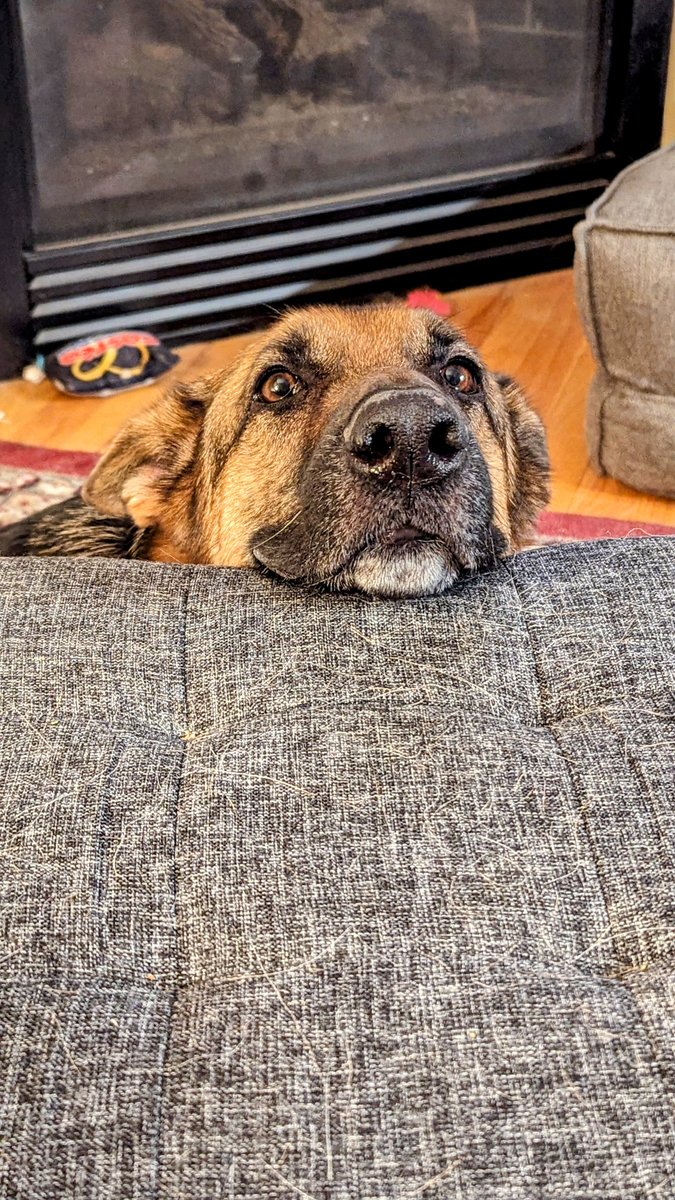 HeidiTown's tweet photo. "Who is the cutest girl? Is it you?"
Good morning, World.
#FritzitheDog #dogsrule https://t.co/XeS1X5pCcx