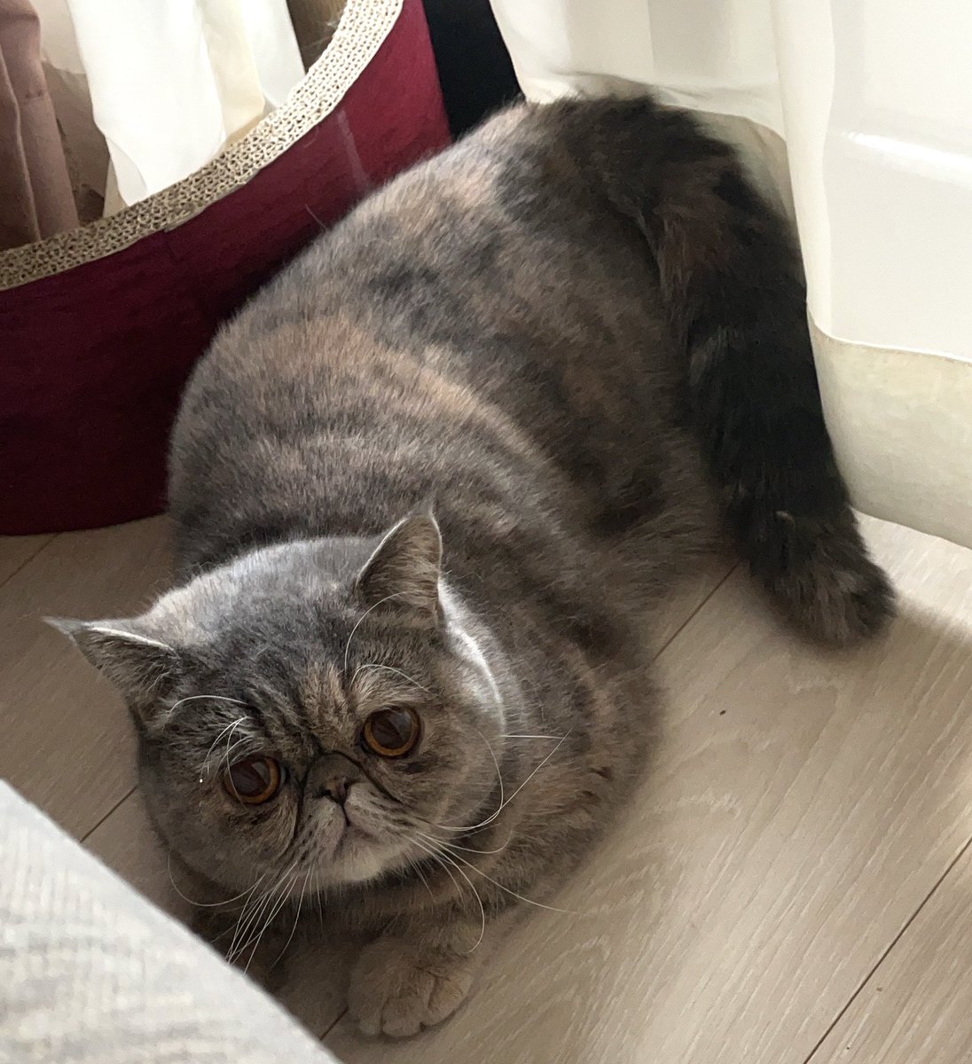 ファイっ🤼‍♂️🤼‍♀️🏁

やめときゃいいのに仕掛けるヒナ。
この後めっためたにやられました。

2枚目は勝負を制した我が家の王者ミーナ。

3枚目は王者にめっためたにされ
隅っこに追い詰められたヒナです🙂

#猫 #エキゾチックショートヘア  #ねこのいる生活 #猫好きさんと繋がりたい