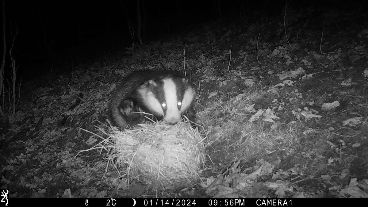 I am taking advantage of my extended stay in Scotland to learn more about British wildlife and conservation. The badgers in Guardbridge are collecting bedding this week for their young!
