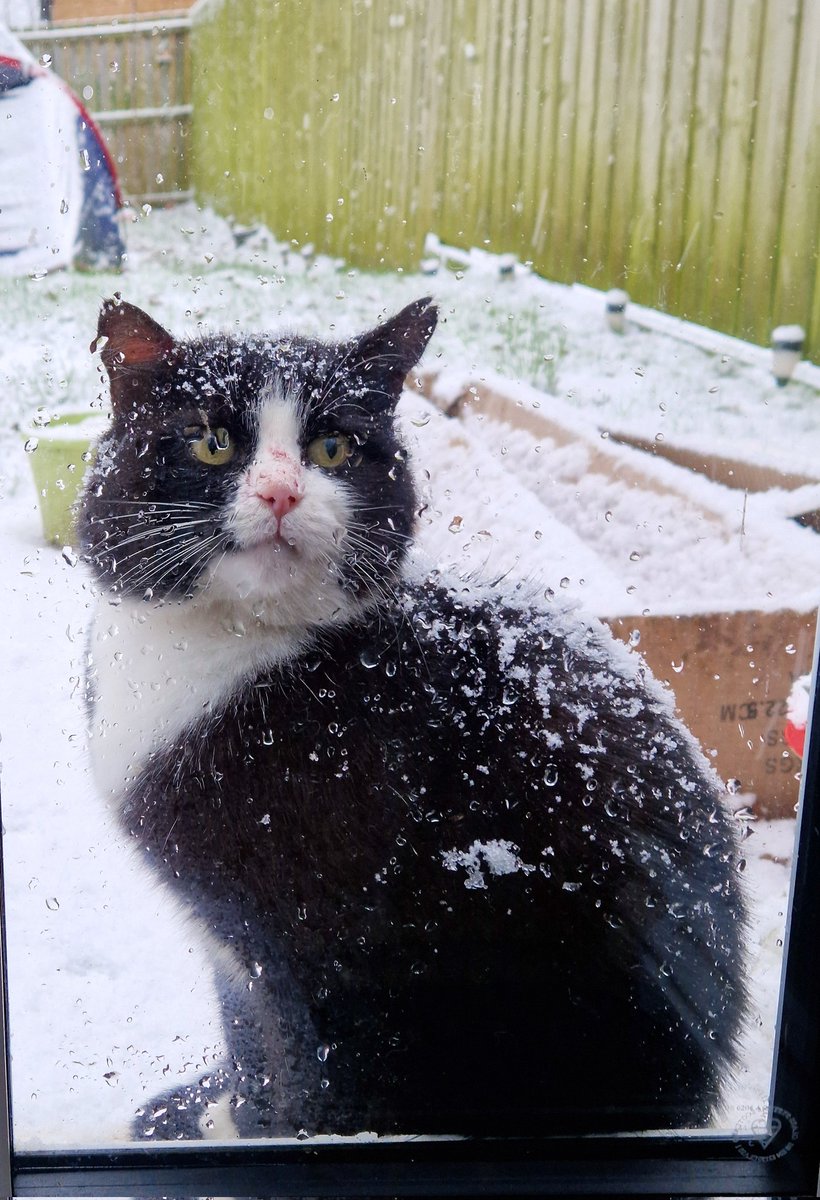 Happy Snow Day ❄️ Not everyone shares my childish excitement in this household 😂 Are you a snow person? #snowday #snowcat #catstagram #notamused #snowpet #thatface #saveme