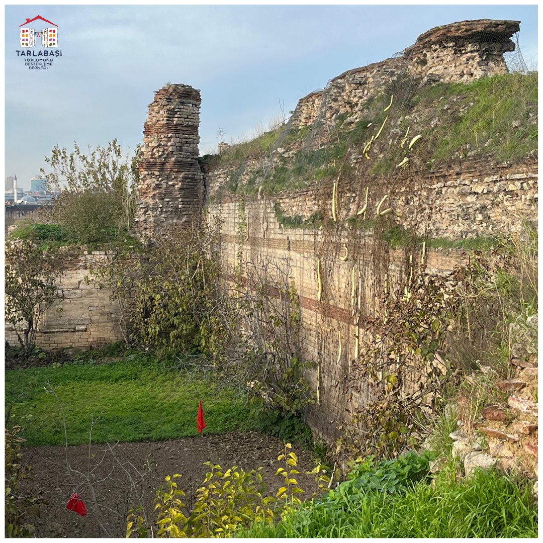 Mahalledeki kadınlarla birlikte İstanbul'un bostanlarını ziyaret etmeye devam ediyoruz. İkinci durağımız: Yedikule Bostanları! 🌱

Bizi karşılayan ve Yedikule Bostanları'nın tarihine ve güncel durumuna dair çok kıymetli bilgiler aktaran Kiraz Özdoğan'a çok teşekkür ederiz.