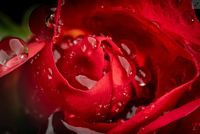 Playing around with my new #Laowa macro lens.
Check  out some of the results on ClickASnap
share.clickasnap.com/profile/Joevia…

More to come! 

#macro #photography #rose #flower #photooftheday #photo #macrophotography @ClickASnap_