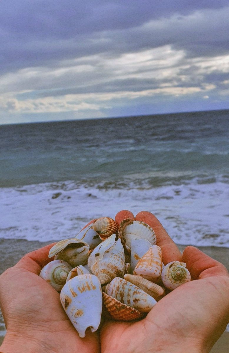 Denizin armağanı 🐚