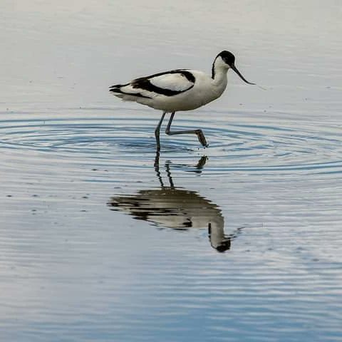 LIFEforBUGSand1's tweet photo. One of the ornithological values of the area is the Pied Avocet (Recurvirostra avosetta), which has a population of 10-20 pairs in Miklapuszta. Its abundance is mainly influenced by the water level of the alkali lakes. https://t.co/RjH1qxLmit