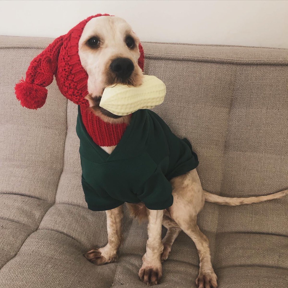 Let me contribute to your cute internet today: my son Patrick-Kimchi.