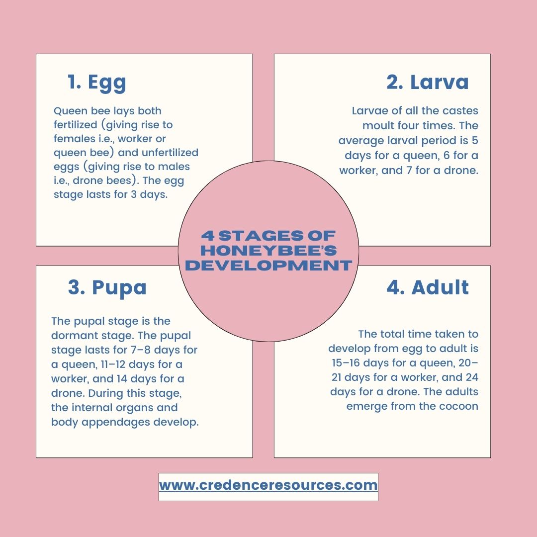 cresources's tweet image. 🌱🐝 Journey into the heart of our honeybee haven! From tiny eggs to buzzing workers, witness the captivating stages of honeybee development. 🍯✨ Join us on this sweet adventure and celebrate the incredible cycle of life in the hive. 🐝#credenceresources#sustainablebeekeeping