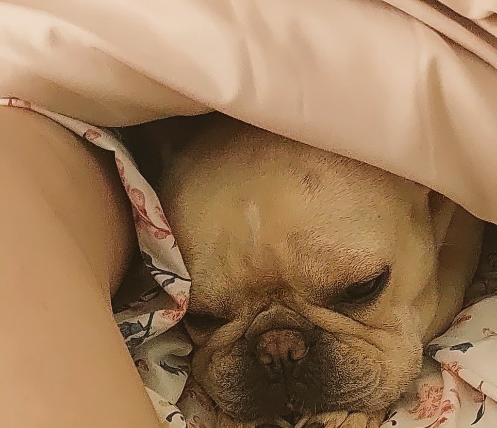 Gaviota317's tweet photo. #morfable #Nala💗 https://t.co/b72uba8CQE