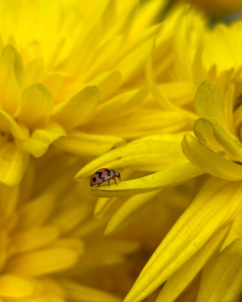 thethiirdeyee's tweet photo. That detailed shot.🐞
#shotoniphone #mobilephotography https://t.co/xplTeMlp2f