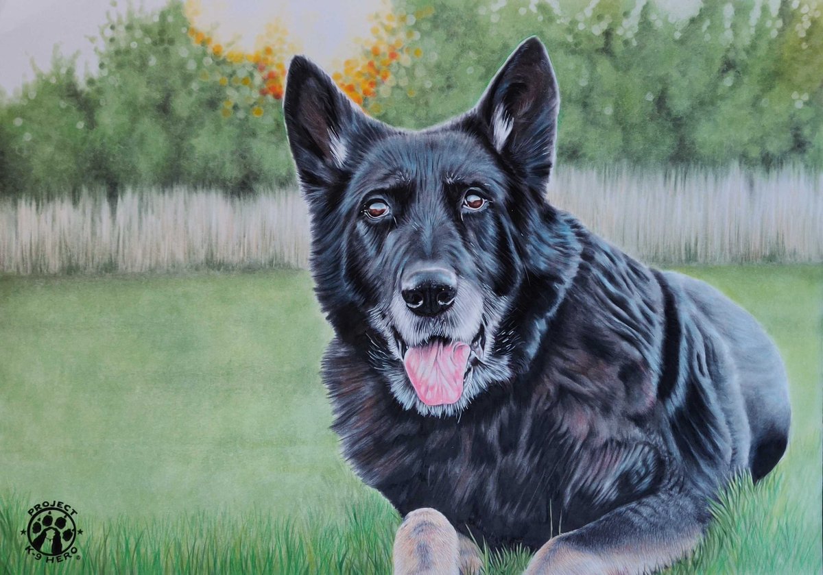 This portrait of MWD “Rosso” (T206) will be prominently displayed at our Project K-9 Hero HQ for perpetuity. Watch his full story at: youtu.be/uPJ5nNFVhOQ

Special thanks to our PK9H staff artist, @NikiFirmin, who did a wonderful job on this amazing piece of art! - #JJK9