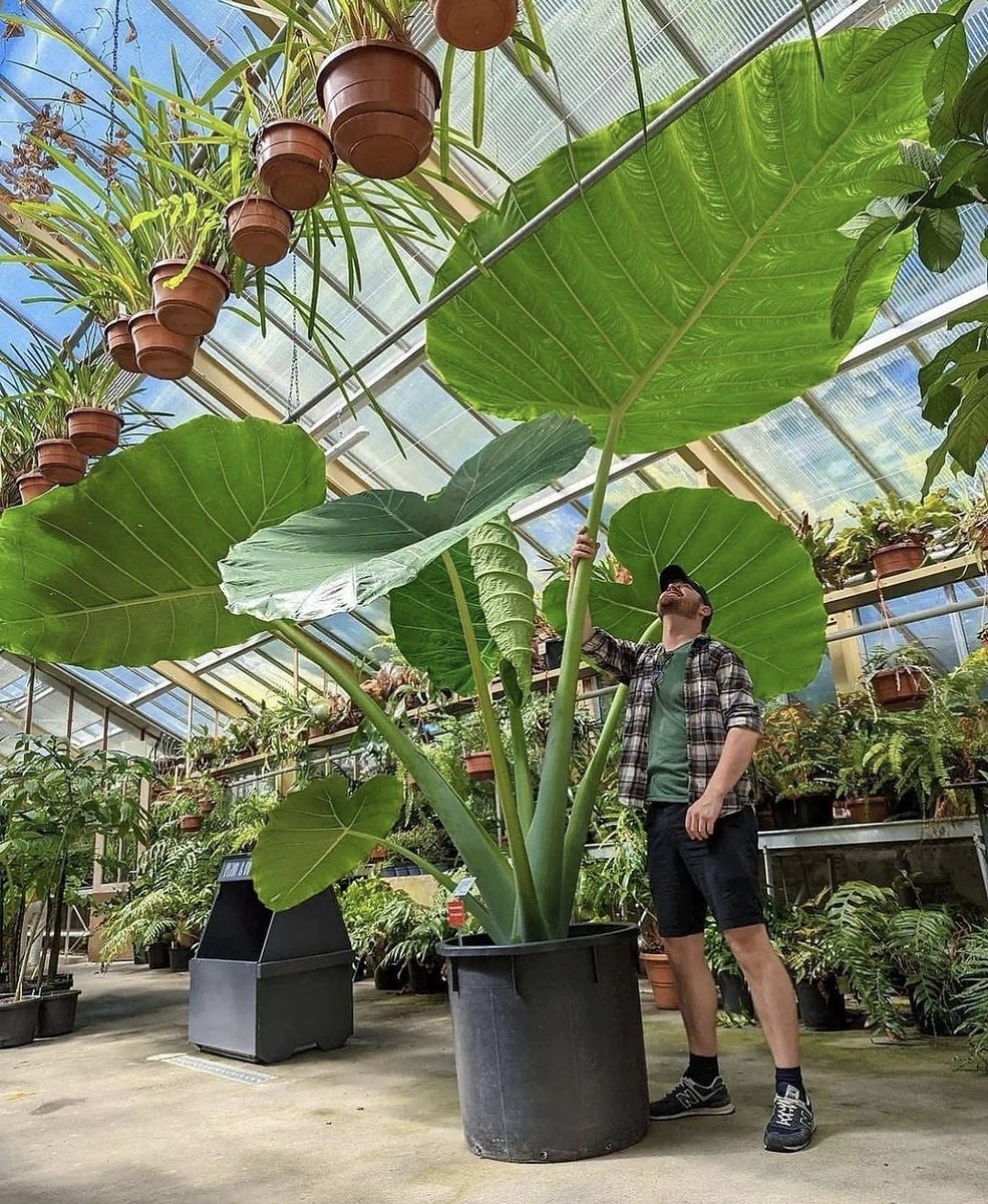 HobbyistPlant's tweet photo. I love a huge plant 🌿 https://t.co/uw1Cxbc94k