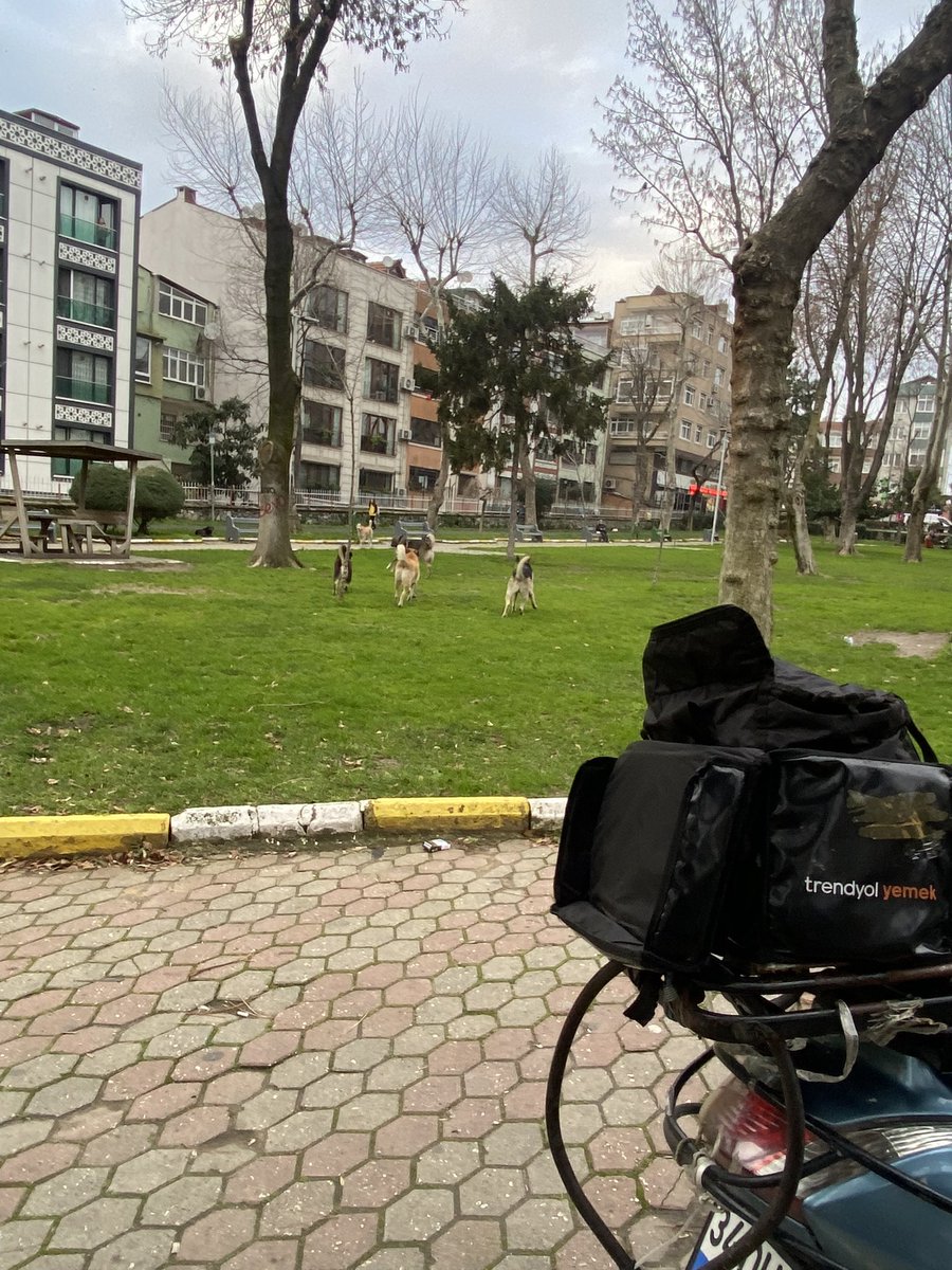 HasimTuran72's tweet image. Bayrampaşamıza yakışmayan görüntüler. Belediye yetkilileri bu başıboş köpekleri toplamak için çocukların ölmesini mi bekliyor..?
(Yer: Sabri Akpınar Parkı)
#BaşıboşKöpekler #SokakKöpekleri @bpasabelediyesi @atilaaydiner