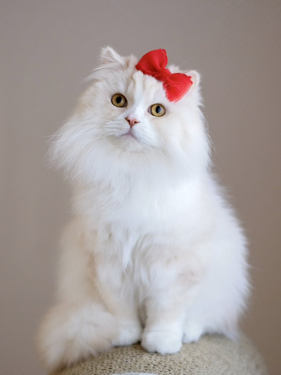 もふもふ金さん (@nao_co5) / Posts / X