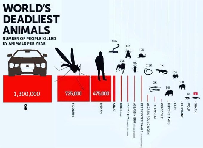 We've heard that many people are afraid of a range of animals. So, what if we add automobiles to the picture? What should you target to effectively increase the safety for you and your loved ones?