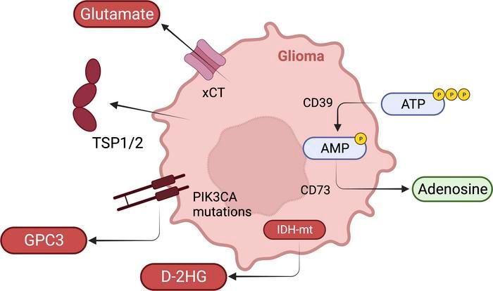 #Review by ASCI member @HeimbergerAmy @NUFeinbergMed in @JCI_insight: The immune system and metabolic products in epilepsy and glioma-associated epilepsy: emerging therapeutic directions: buff.ly/3RWmKkF