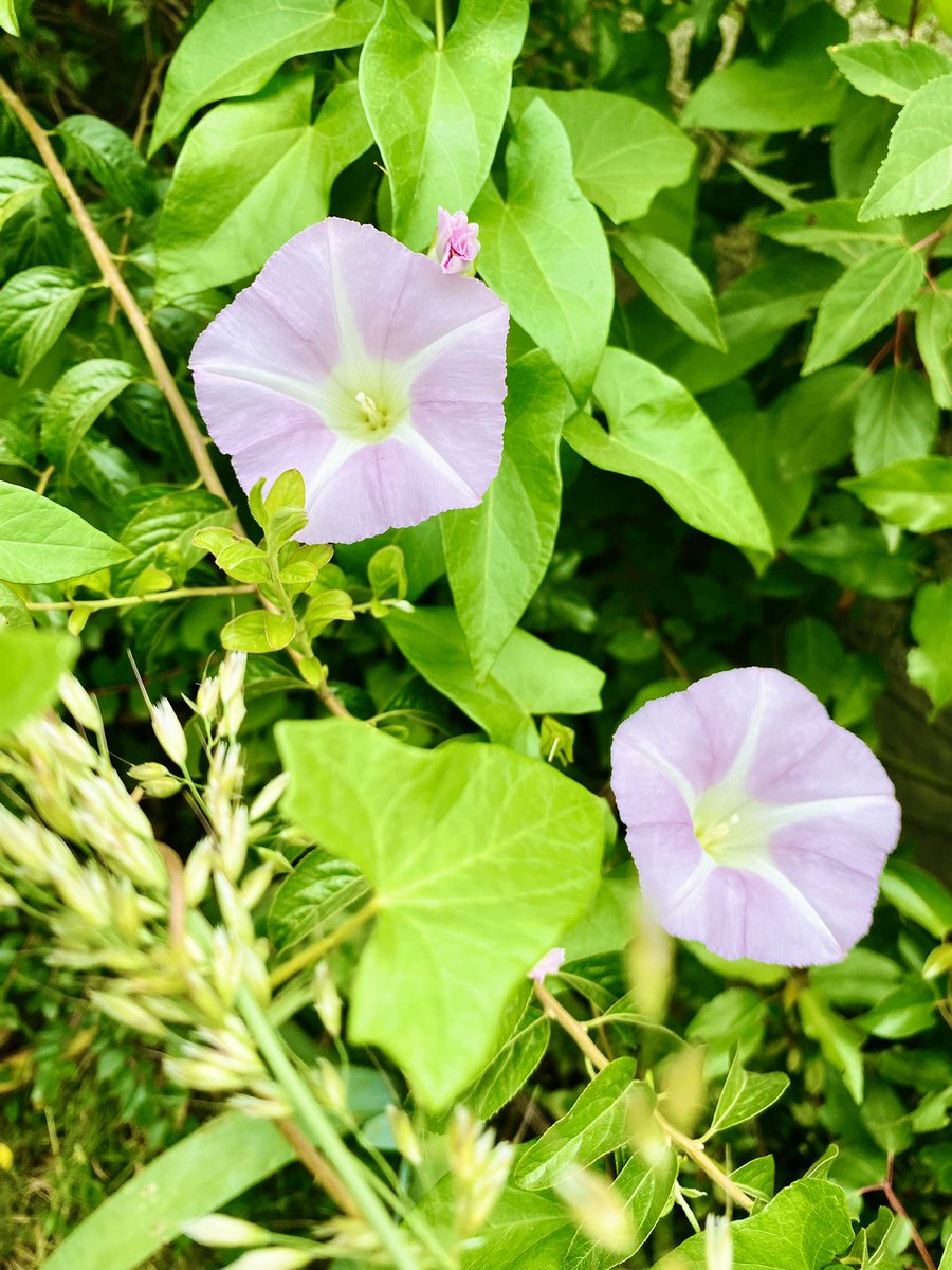 kochaurio's tweet photo. Jardín 🪴 en el verano ☀️ #garden #Flowers https://t.co/e3WTTFEXTP