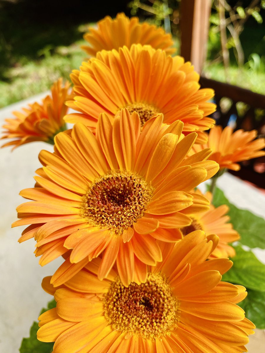 kochaurio's tweet photo. Jardín 🪴 en el verano ☀️ #garden #Flowers https://t.co/e3WTTFEXTP