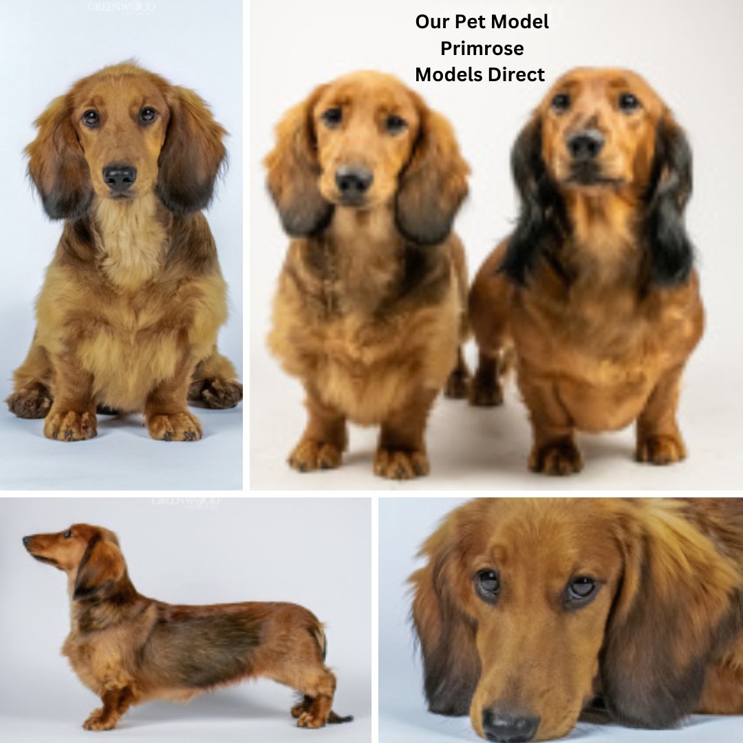 models_direct's tweet image. Our Pet Model Primrose

#petmodelling #pets #daschaund #modelsdirect #modelling #portfolio #images
