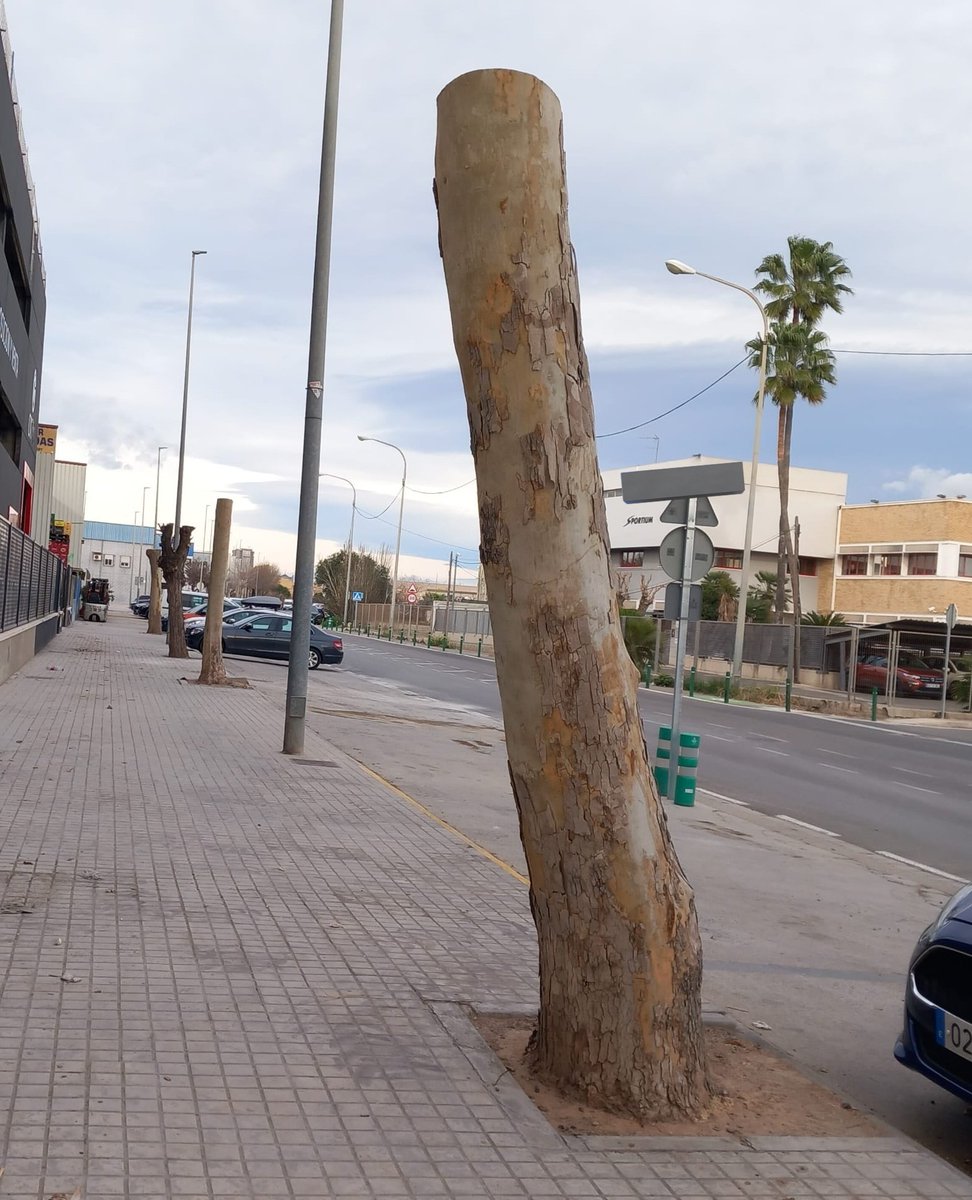 arbopalm's tweet photo. No es el estilo de esta cuenta descalificar a nadie porque pienso que la mayoría de las  veces se interviene sobre los árboles en la ignorancia de como 'funcionan'. Pero esto, en pleno siglo XXI y en este pais, no tiene nombre. Aunque adjetivos me vienen varios a la cabeza🤐 https://t.co/TCwofVAIq0