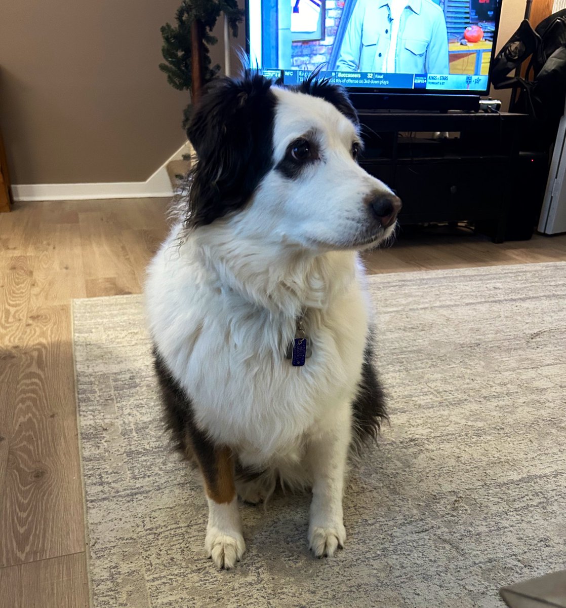 <a href="/MrsDoyleTweets/">Jenn Doyle</a> working diligently to provide the kiddos of @MuhlJuniorHigh a quality  ❄️virtual day❄️ learning experience with her trusty assistant, Echo, by her side. 
#MJHSPride 🔵🟡