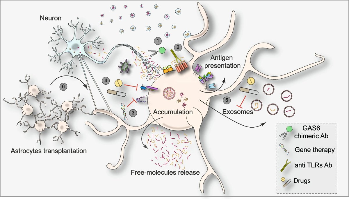 'Brain clearance of protein aggregates: a close-up on #astrocytes' @VeronicaGiust10 Gurkirat Kaur, Elena Giusto @LauCiviero @SanCamilloIRCCS @UniPadova bit.ly/3SimOwq