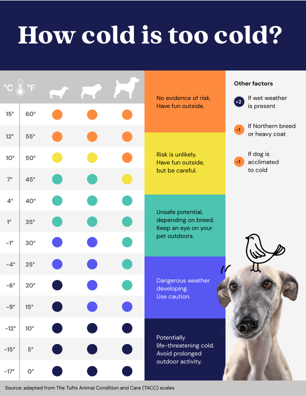 BrookeBeyma's tweet photo. Even in warmer climates, we get the occasional chilly day. It's important to know how cold is too cold for your dog! 🐶❄️ #petsafety #petcaretips #brookebeyma #doglover #dogowner #wintersafety https://t.co/oFxVf5Bet1