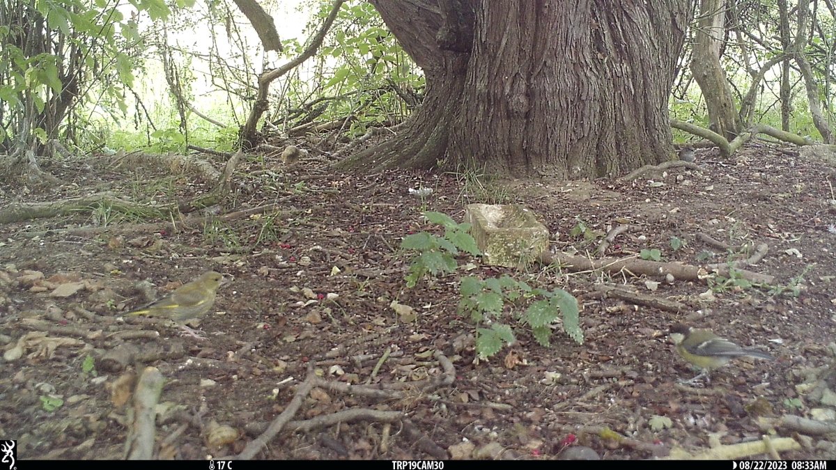 #CameraTrapTuesday is dedicated to the #Greenfinch 💚 First discovered in 2005, Trichomonosis has caused population numbers to decline & they are now a Red List species Help to prevent transmission by🧼🫧your bird feeder & providing fresh💧 📷Mitcham Common, @NetworkRailSE