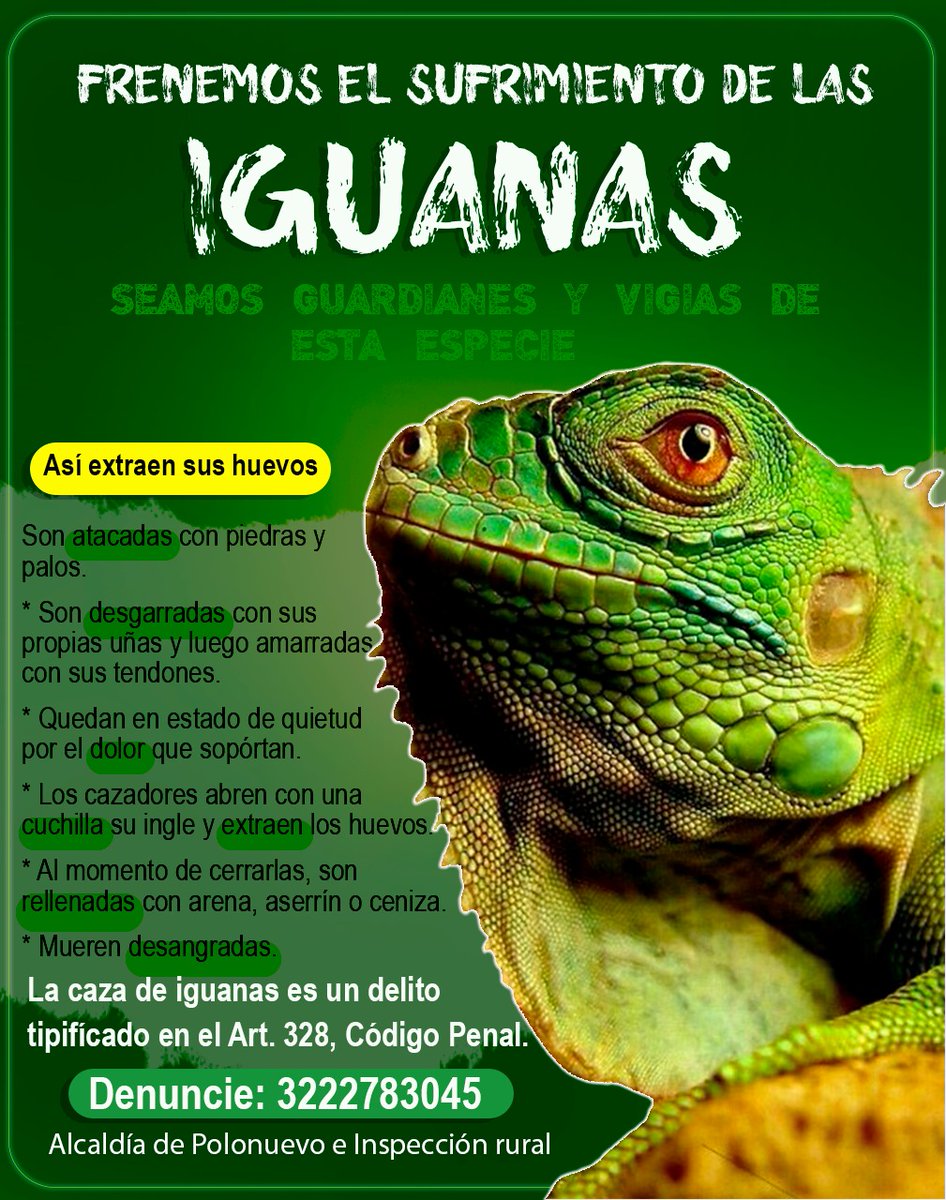 🚨NO a la caza de iguanas, frenemos su sufrimiento!🚨
#ConservemosSuVida 💛💚🤍, esta especie hace parte esencial de nuestro ecosistema.
Denuncie al Cuadrante de Policía 🚔, la caza ilegal y venta de huevos. 
📞3️⃣2️⃣2️⃣2️⃣7️⃣8️⃣3️⃣0️⃣4️⃣5️⃣
#JuntosHaciendoHistoria
#ÓscarAvilezAlcalde.