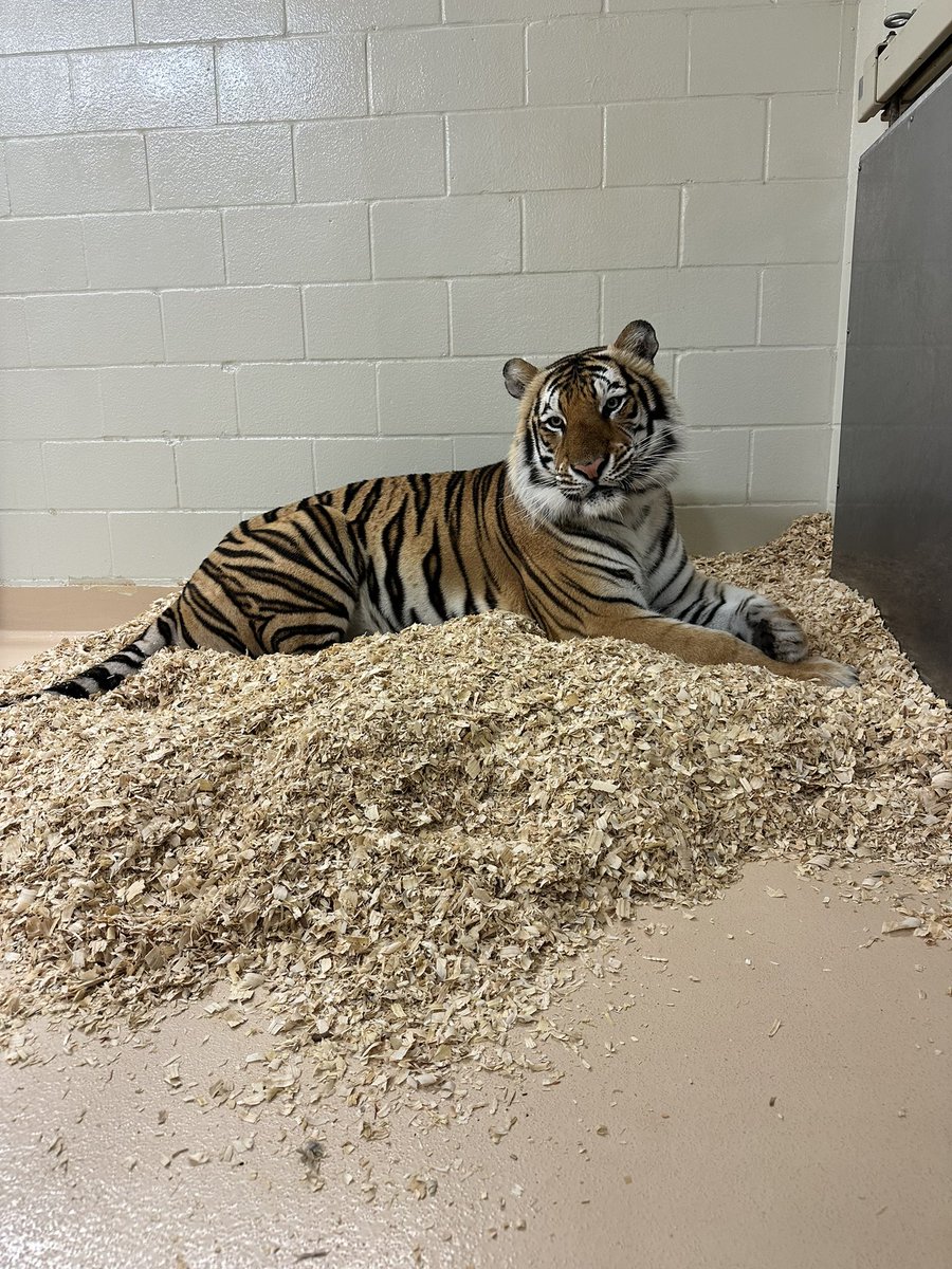 It’s a bit nippy today in Baton Rouge (even with a fur coat) so I’m staying inside this morning. Stay warm, Tigers.