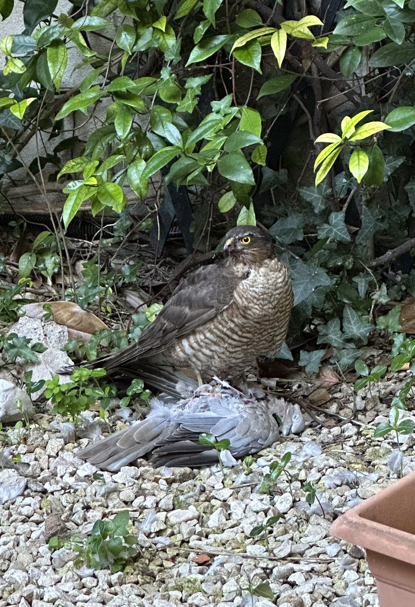 The joy of working from home: I can observe the cute wildlife in my garden…