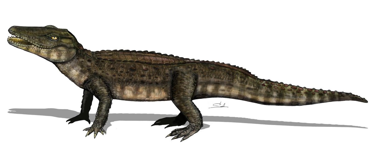 ヴァラノスクス 全長 1.5m～1.8m 白亜紀前期に現在の東南アジア地域に
