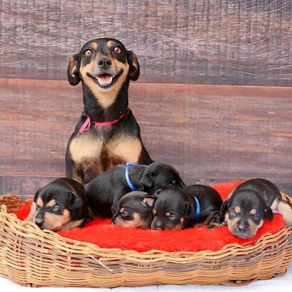 Pawzazzle's tweet photo. On a scale from 1 - 10 how beautiful is this photo?🙏📷🐾ial;"> https://t.co/zSijhozyX2
