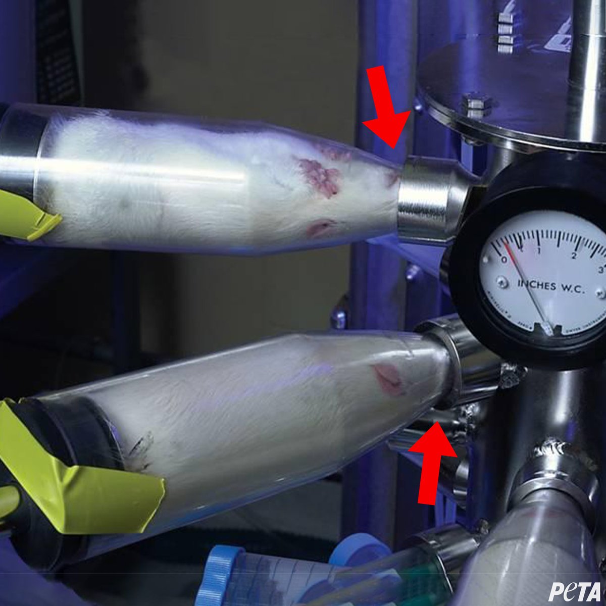 PETA_France's tweet photo. Ces rats ont été forcés d'inhaler de la fumée de cigarette.
 
Pouvez-vous imaginer la torture que ce fut pour eux ? https://t.co/ZKiJe3FDQ8