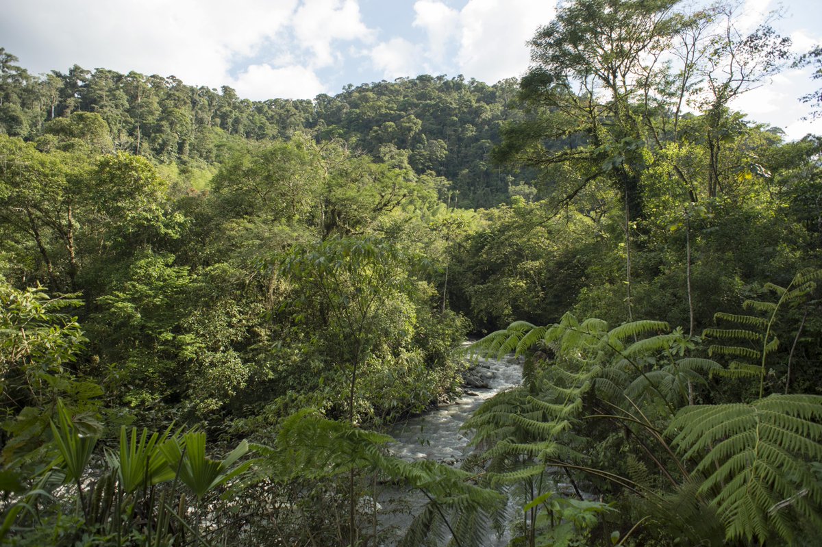 Andes Amazon Fund (@andesamazonfund) on Twitter photo The new Sucúa Municipal Conservation Area will #protect 43,840 acres in the eastern Ecuadorian Andes⛰️
🌿Sucúa safeguards megadiverse ecosystems, and preserves #water sources for 30,000 local people.
🔗tinyurl.com/sucua
<a href="/NaturCulturIntl/">Nature and Culture International</a> <a href="/andesamazonfund/">Andes Amazon Fund</a> <a href="/friezeofficial/">Frieze</a> The new Sucúa Municipal Conservation Area will #protect 43,840 acres in the eastern Ecuadorian Andes⛰️
🌿Sucúa safeguards megadiverse ecosystems, and preserves #water sources for 30,000 local people.
🔗tinyurl.com/sucua
<a href="/NaturCulturIntl/">Nature and Culture International</a> <a href="/andesamazonfund/">Andes Amazon Fund</a> <a href="/friezeofficial/">Frieze</a>
