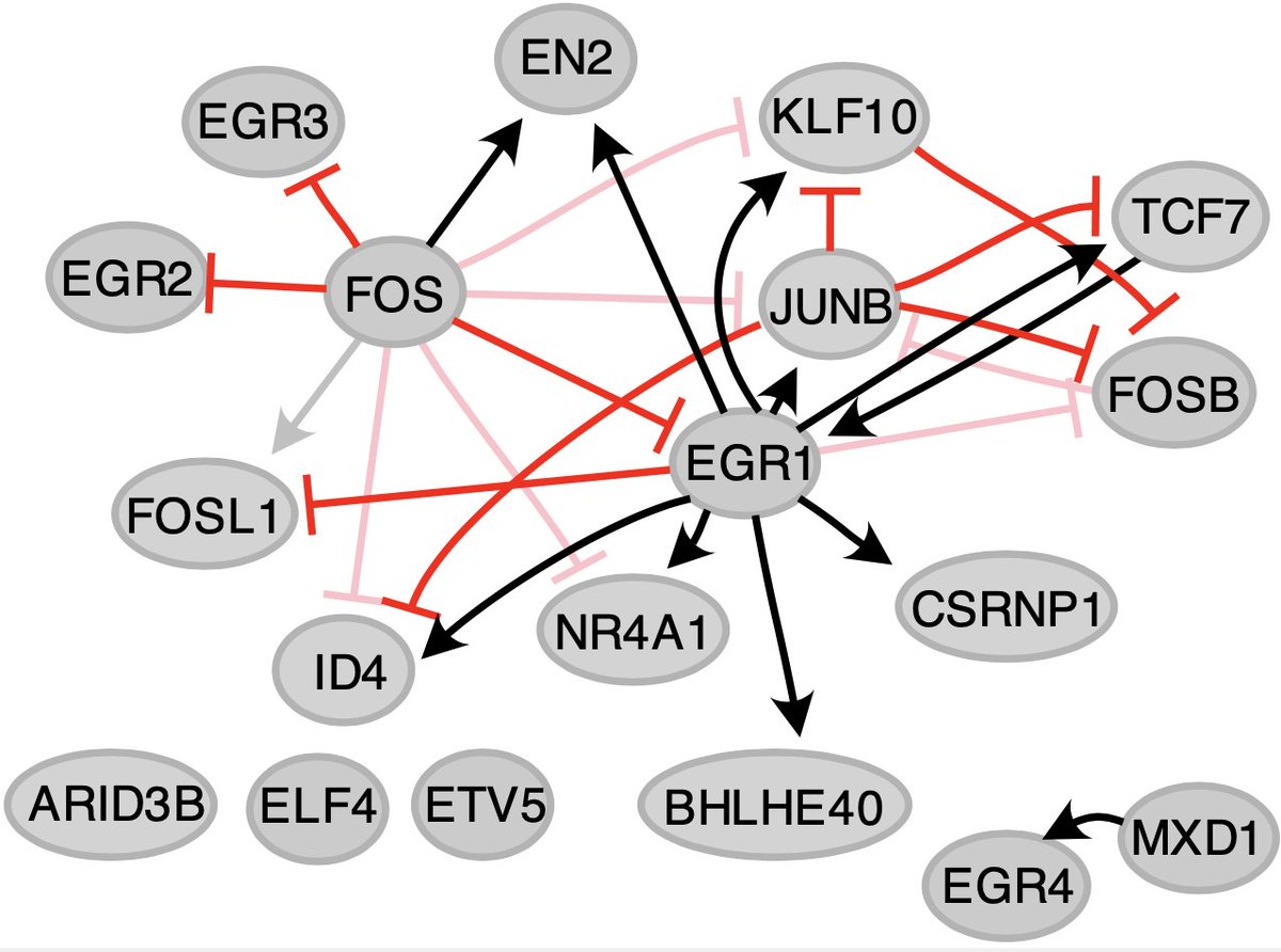 Nils Blüthgen (@molsysbio) on Twitter photo New preprint together with <a href="/boettcher_lab/">Michael Boettcher</a>! El Kassem et al: Targeted Perturb-seq Reveals EGR1 and FOS as Key Regulators of the Transcriptional RAF-MAPK Response biorxiv.org/content/10.110… New preprint together with <a href="/boettcher_lab/">Michael Boettcher</a>! El Kassem et al: Targeted Perturb-seq Reveals EGR1 and FOS as Key Regulators of the Transcriptional RAF-MAPK Response biorxiv.org/content/10.110…