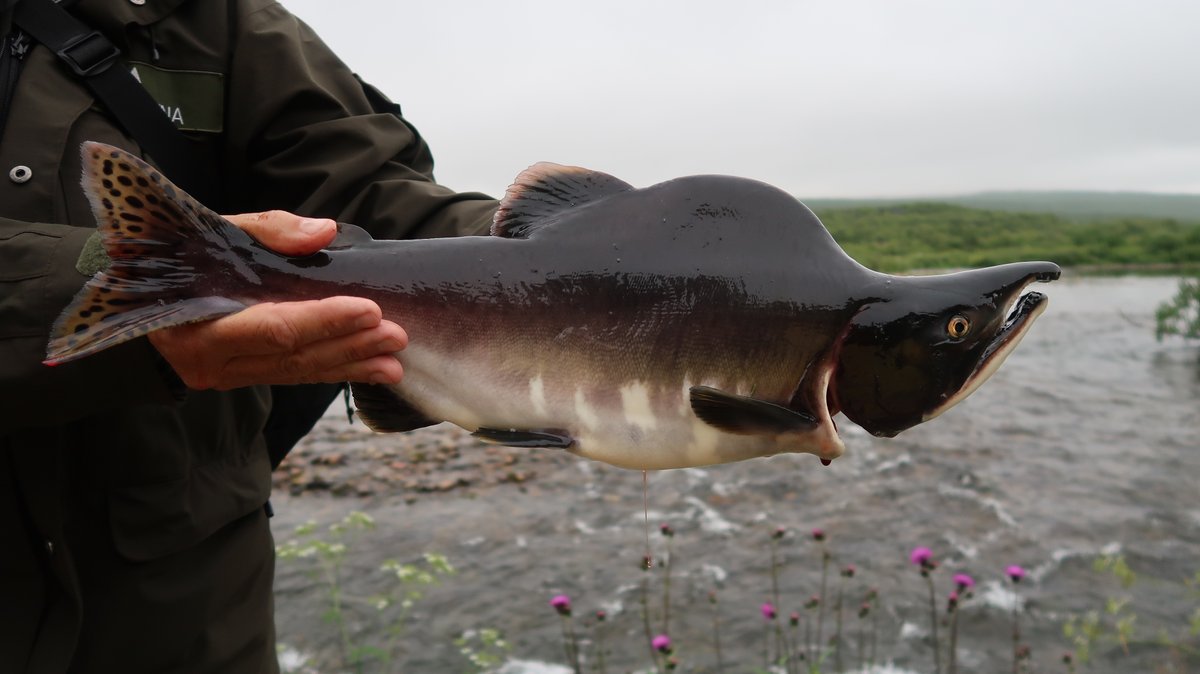 Recreational anglers in Norway report widespread dislike of invasive pink salmon. New publication by @GuayJessika @FisheriesRobert @kwvollset @JaakkoErkinaro @vivmn in @PaN_BES @NINAnature relationalthinkingblog.com/2023/10/25/pla…