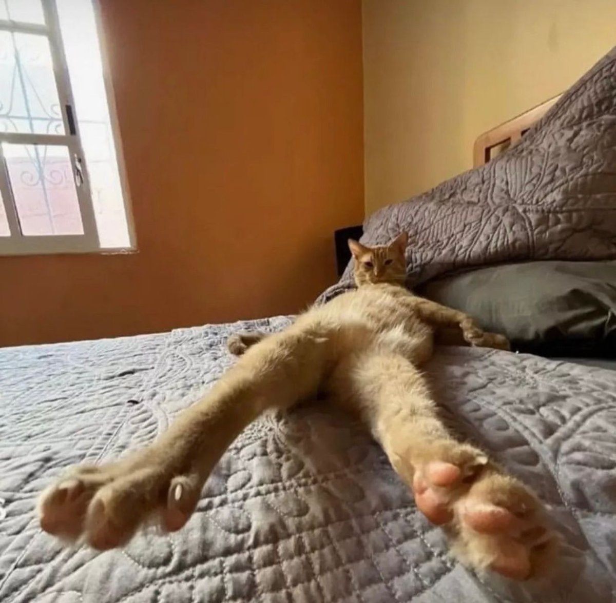 Posts Of Cats (@postsofcats) on Twitter photo 