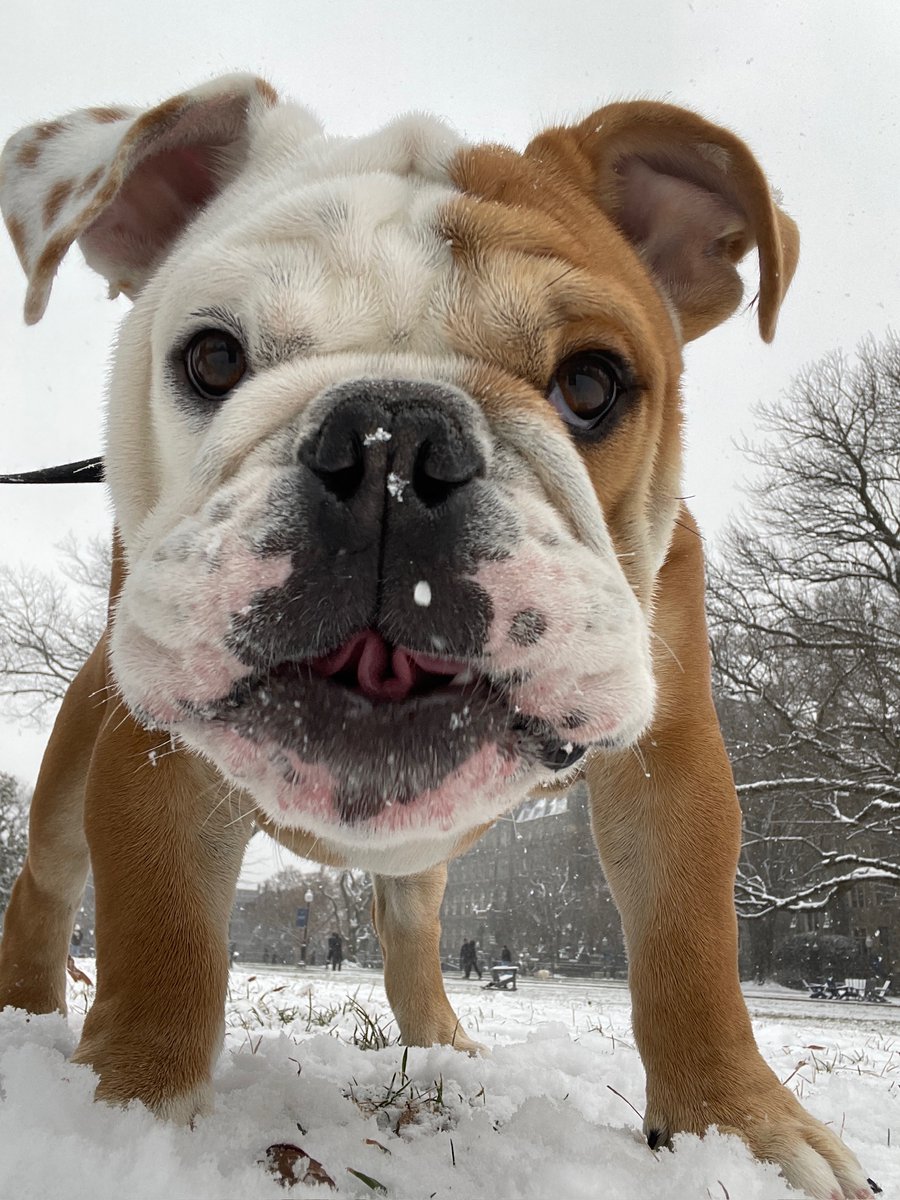 A close-up photo of Jack the Bulldog in snow on Copley Lawn