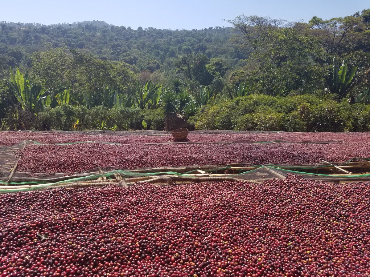 A landscape that provides an ideal environment &amp; nature reserve for growing coffee. The harvested coffee spread out in the sun to dry. This method enhances the quality &amp; taste of the coffee to develop more fully in its pod.  You can order online  for 20% discount &amp; free delivery