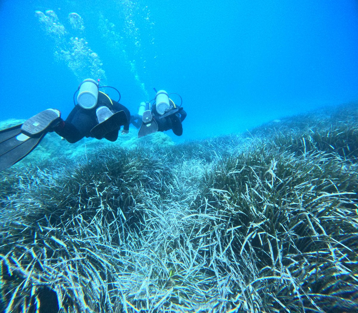 PeerJ spoke to Georgia Sarafidou at @hcmr_gr about the recently published @PeerJLife article - Pinna nobilis genetic connectivity in the Eastern Mediterranean Sea Read more on the PeerJ Blog - bit.ly/3S3ELgK @NocheSangre @HcmrImbbc @HcmrInOcean @hcmr_gr #pinnanobilis