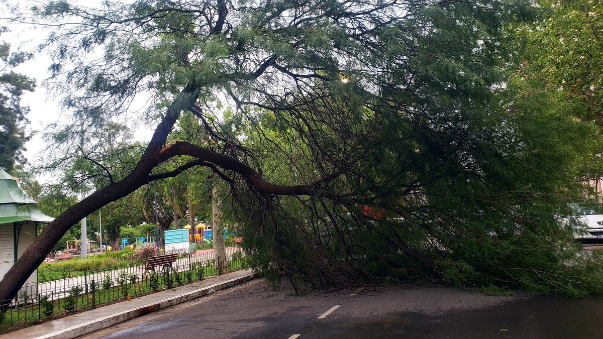 leoguevara80's tweet photo. #URGENTE #FueAnticipo cayó un árbol en la plaza de barrio General Paz por segundos no aplastó a dos autos que estaban estacionados "cuando hicieron las obras en la plaza le cortaron las raíces" contó un vecino. La policia realiza un corte de tránsito. Movil @radiomitrecba. https://t.co/QcljH5wPVy