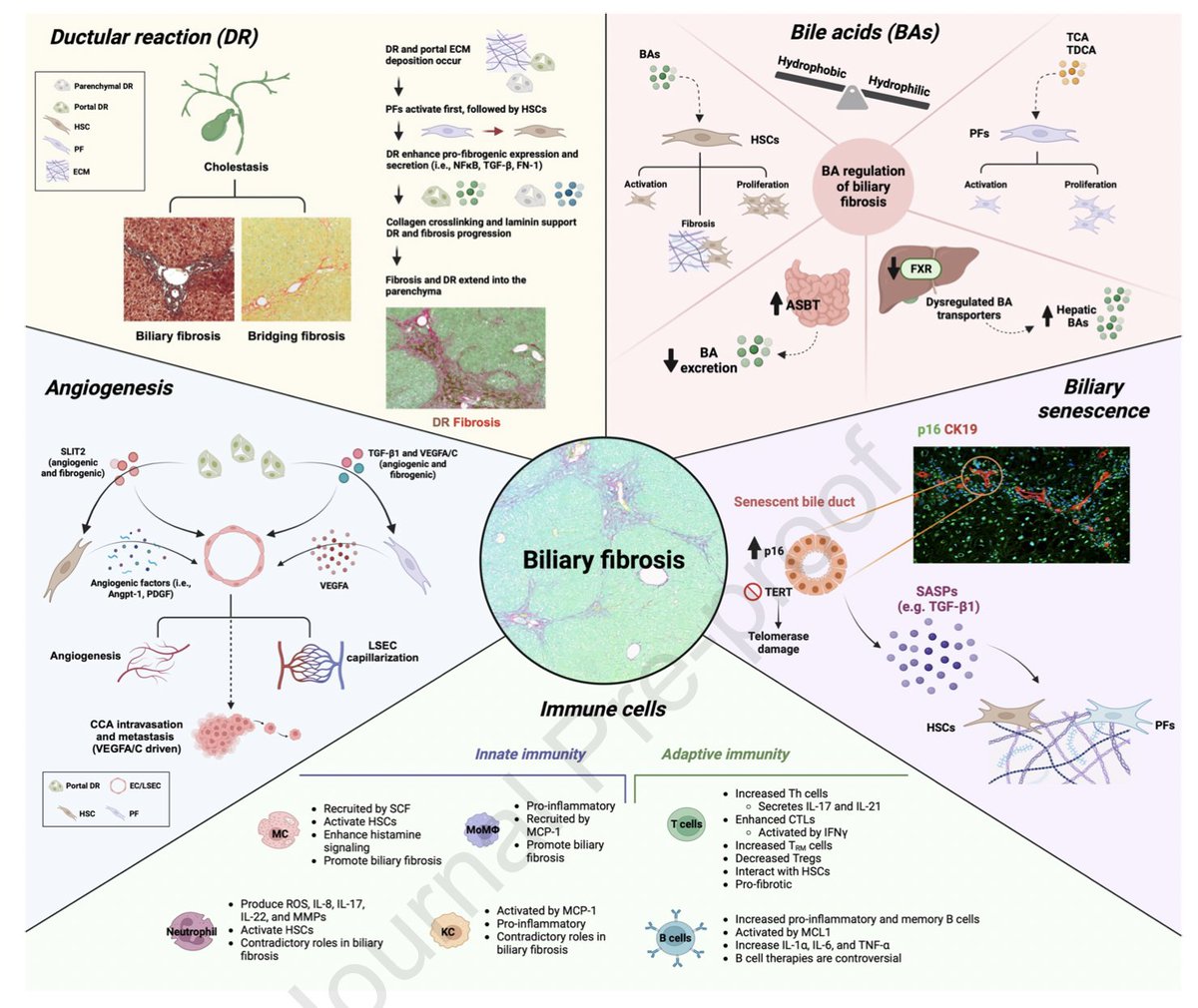 🆕Pre-proof available in @AGA_CMGH on mechanisms & cell interactions mediating biliary fibrosis 👏Thanks to 1st author @CeciLudovica #livertwitter #OpenAccess means #CMGH4ALL Link to the article here👇 pubmed.ncbi.nlm.nih.gov/38216052/