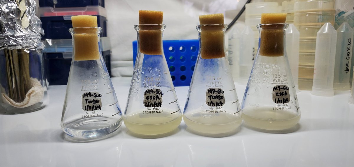 IT WORKED!!!

Sucrose selection of plasmid in NEB Turbo in M9 WITHOUT antibiotics!!!

Flask order L to R:
M9-Suc Turbo No Plasmid
M9-Suc Turbo Plasmid
M9-Glu Turbo No Plasmid
M9-Glu Turbo Plasmid

It just took longer than 24hrs but this is without dedicated sucrose permease. 🍬🦠