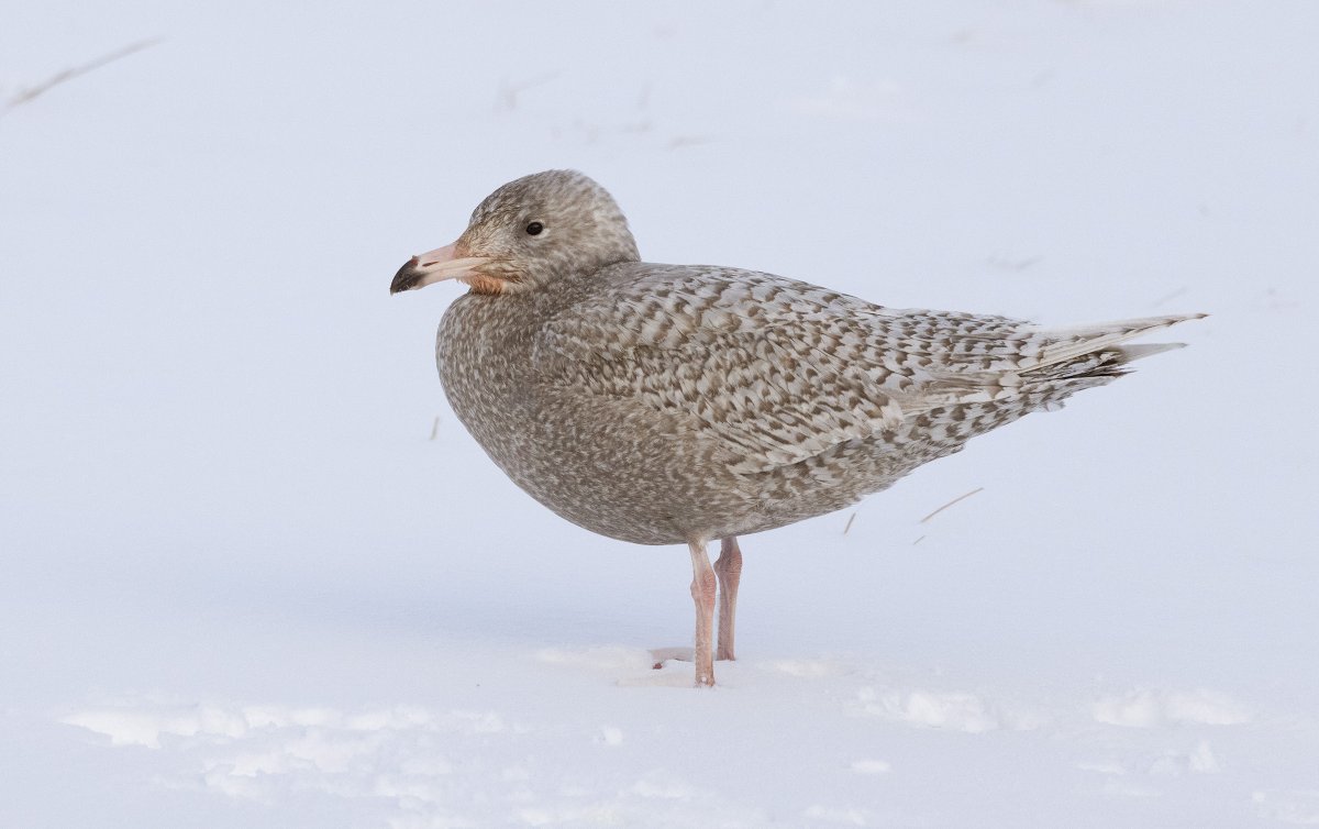 Wintry conditions in Shetland today, tough for most birds. This Glaucous Gull at Virkie was at least having a decent lunch - Greylag tartare. @NatureInShet @BirdGuides @RareBirdAlertUK