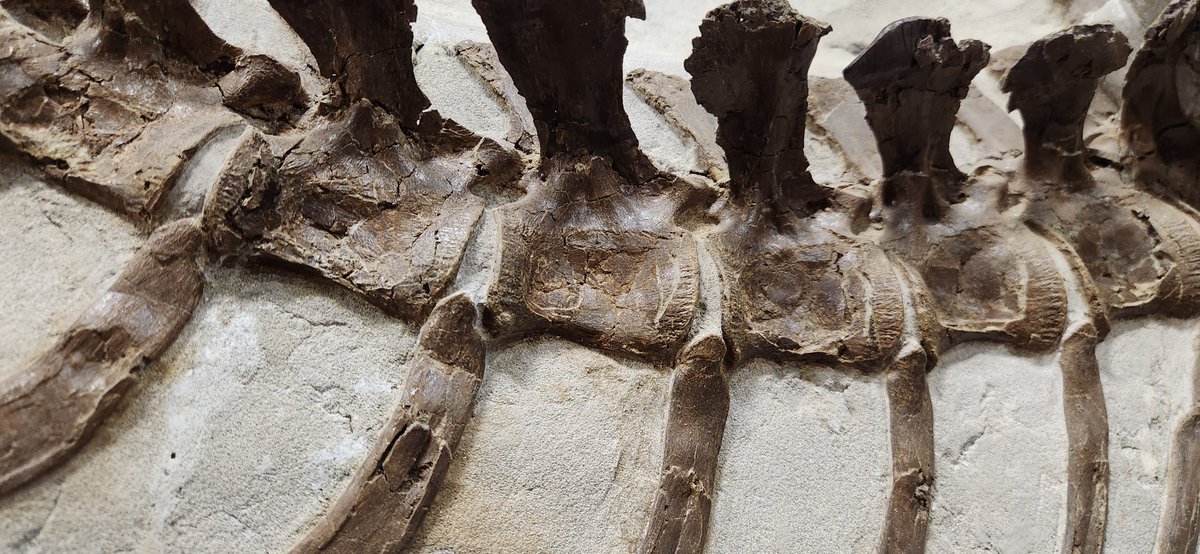 RoyalTyrrell's tweet image. This skeleton was collected from Dinosaur Provincial Park almost 30 years ago. Can you identify the animal? #RTMPFossilChallenge